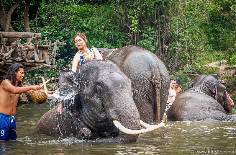 Taking a bath with elephants at Patara Elephant Farm outside Chiang Mai