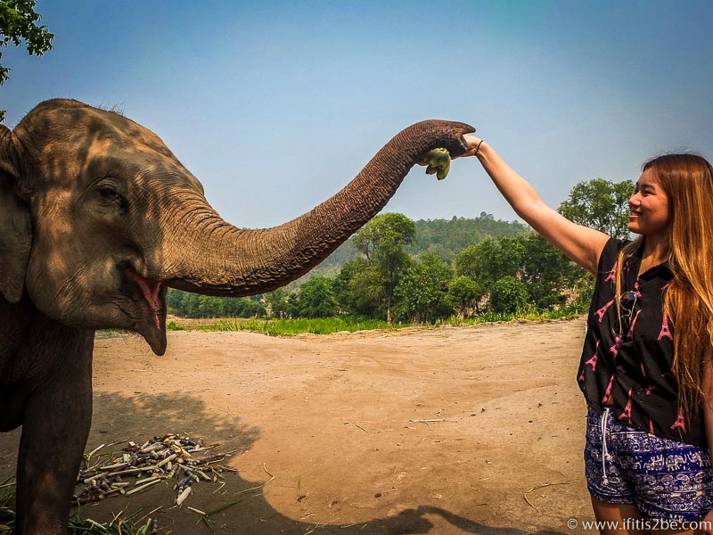 A elephant mother and Elaine greeting each other