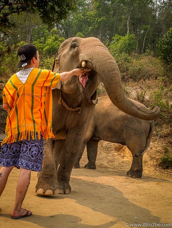 Feeding Sugarcanes to the elephant at the Patara Elephant Farm