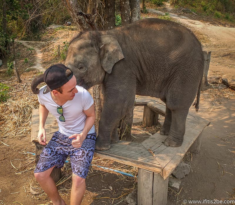 Baby elephant playing on top of a wooden bench