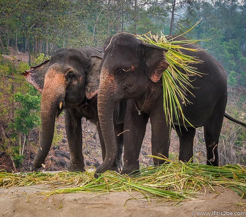 Confused Elephant thinks he is a lion at Patara Elephant Farm 