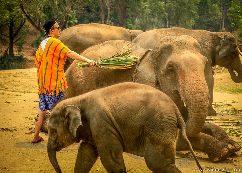 Me brushing Marek, a 25 year old female elephant - Patara Elephant Farm