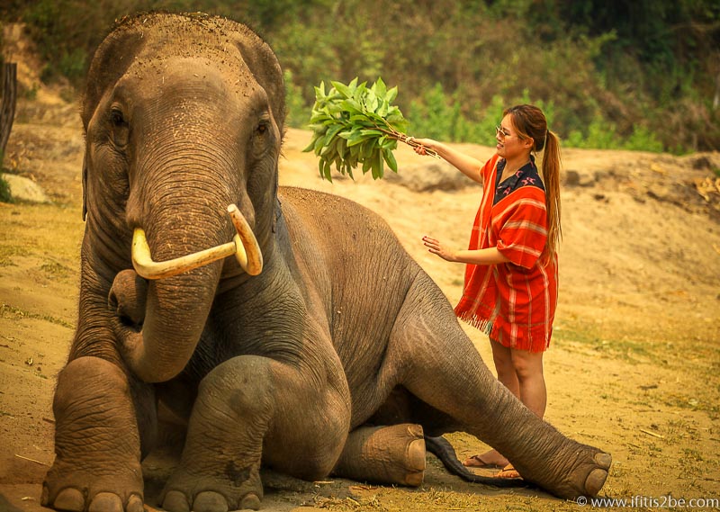 Brushing the elephants - Patara Elephant Farm