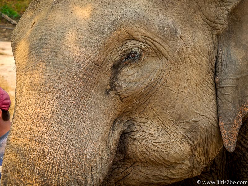 Elephant seemingly crying, which is a natural way for it to protect its eyes