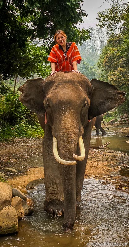 Riding the big male elephant through a shallow river