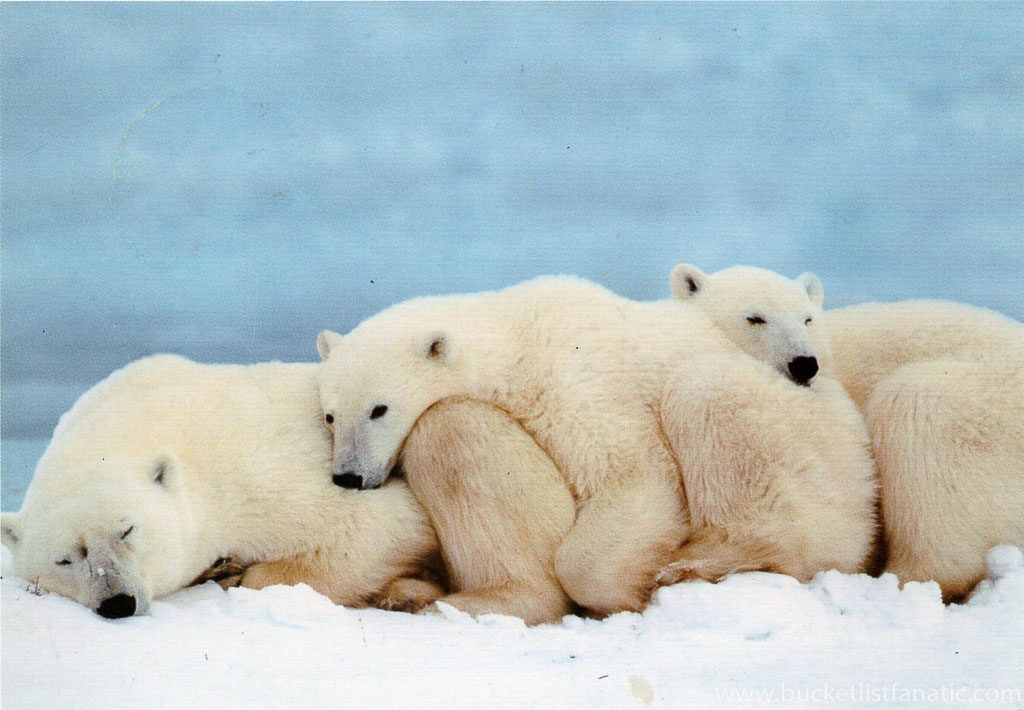 Polar Bears - Svalbard Bucket List