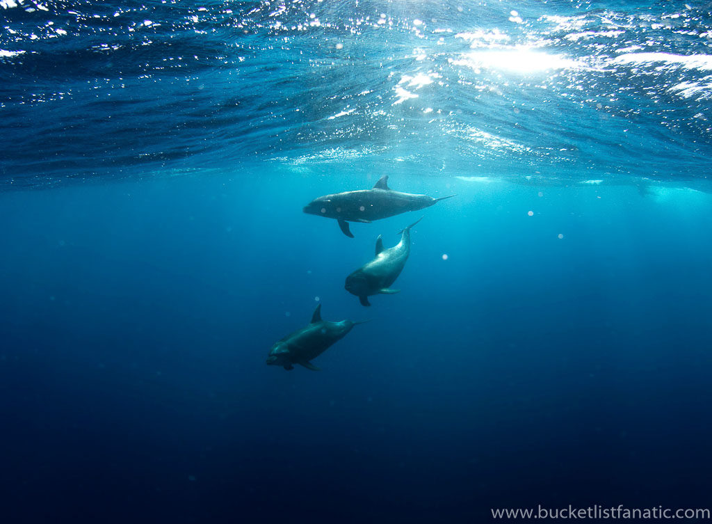 Swim with dolphins - Mauritius Bucket List 