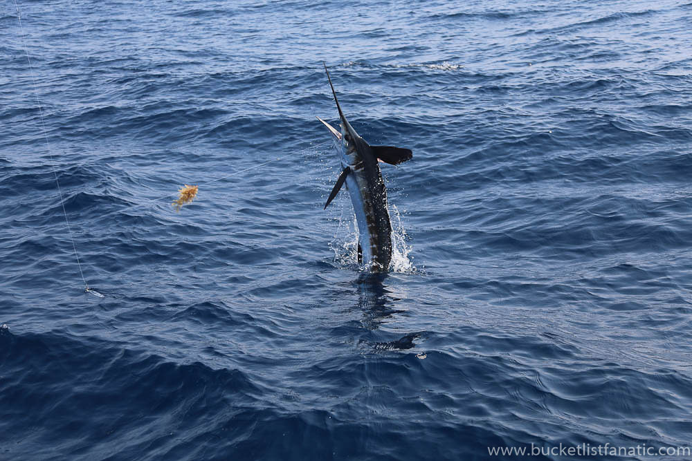 Catch a Blue Marlin - Mauritius Bucket List 