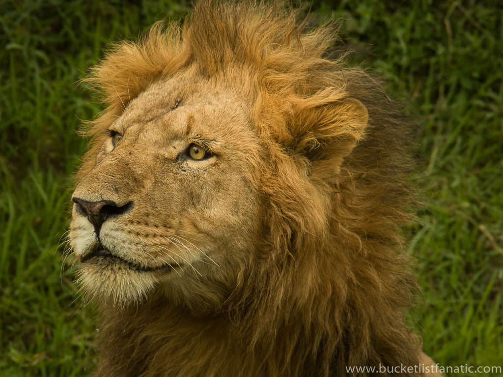 Casela Zoo - Mauritius Bucket List 