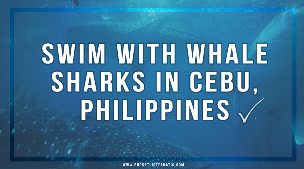 Swim with Whale Sharks in Cebu, Philippines - Bucket List Fanatic