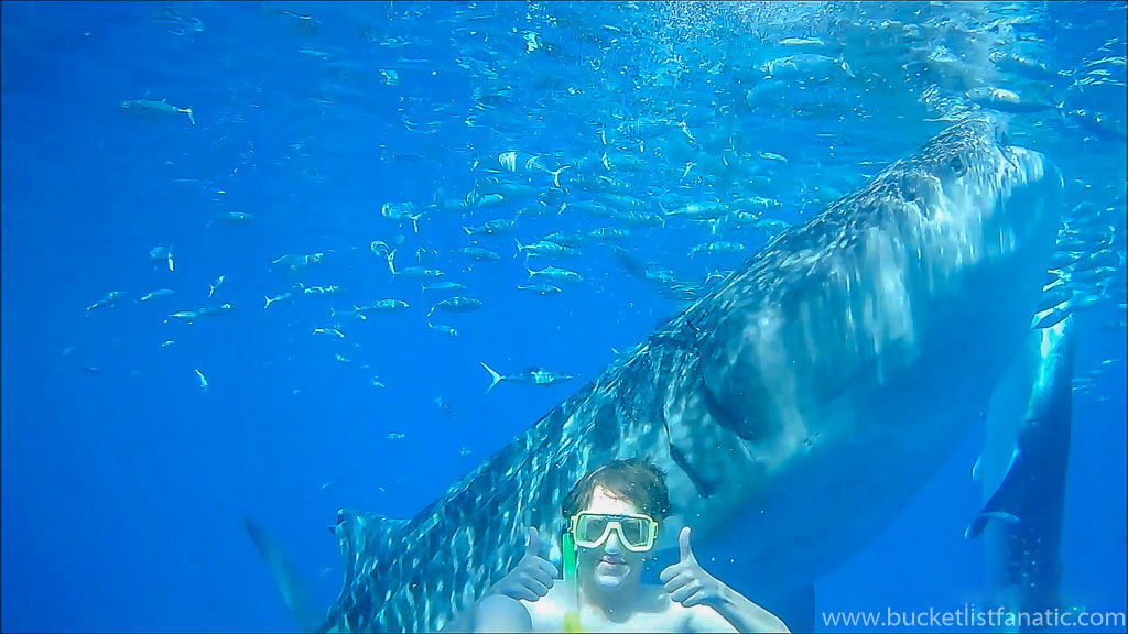 Swim with Whale Sharks in Cebu, Philippines - Jon Pedersen