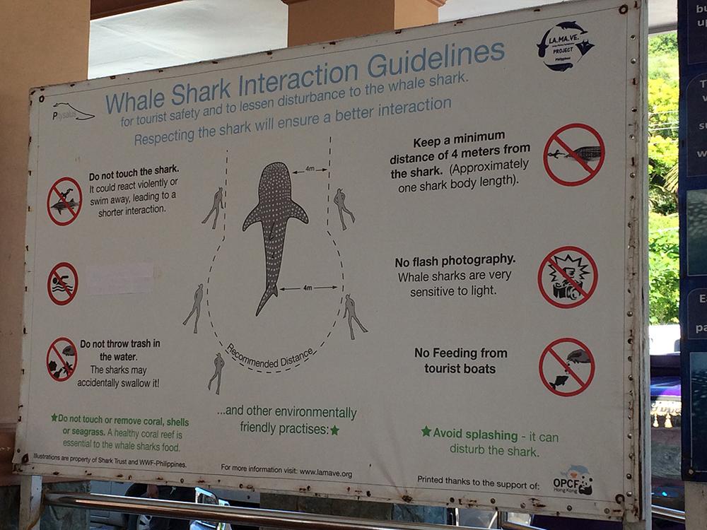 Swim with Whale Sharks in Cebu, Philippines - Guidelines