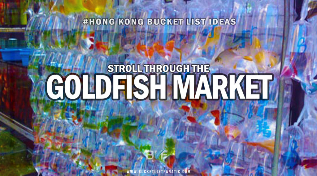 Hong Kong Bucket List - Gold Fish Market