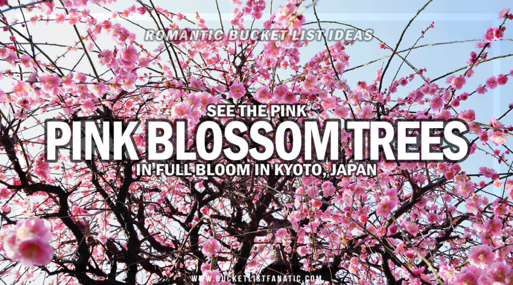 Pink blossom - Romantic Experiences Around the World